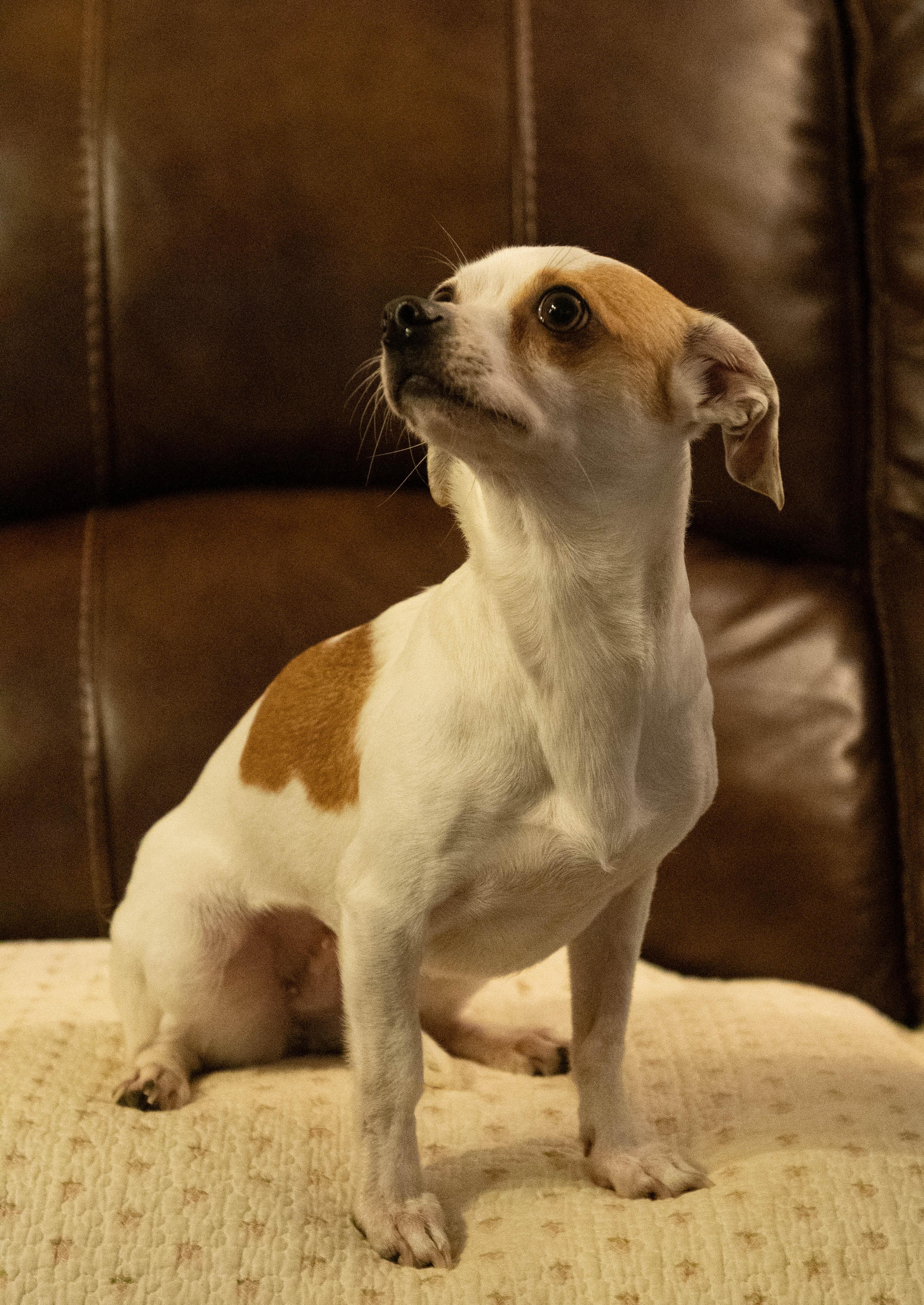 Enlarge Lucy, a ADOPTABLE mixed breed in Conyers, GA image 3/3