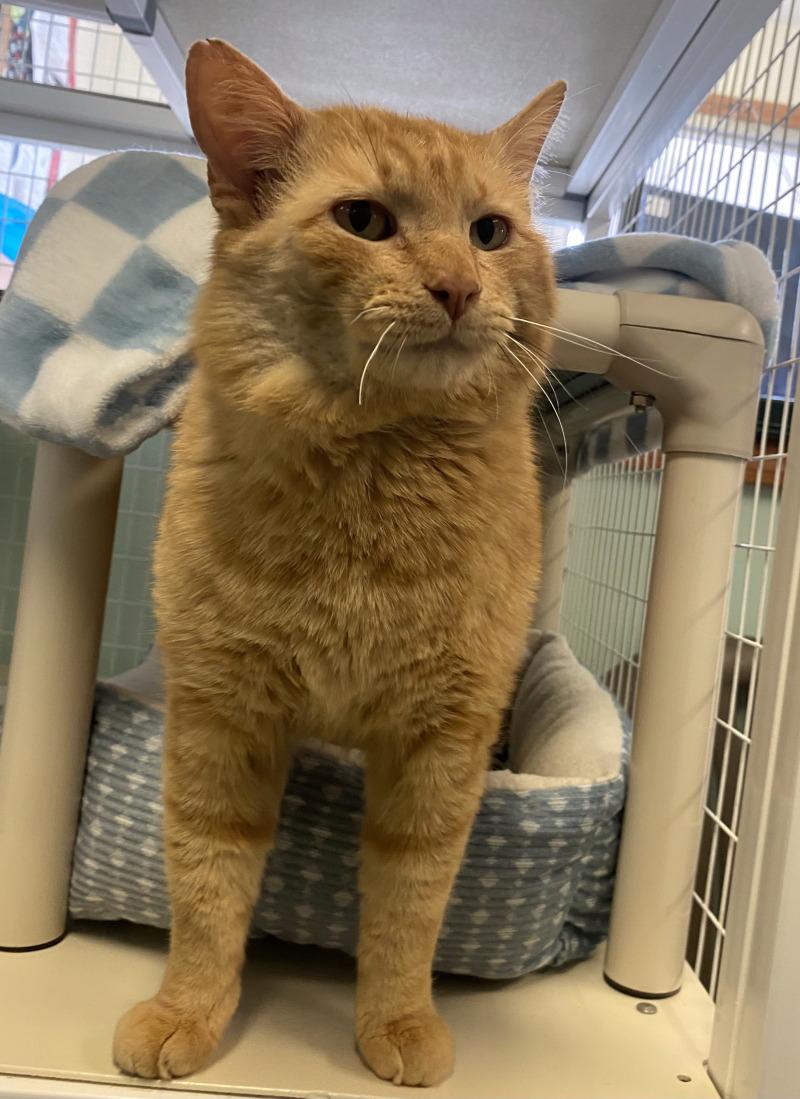 Enlarge Duck, a Adoptable Domestic Short Hair in Cortland, NY image 5/6