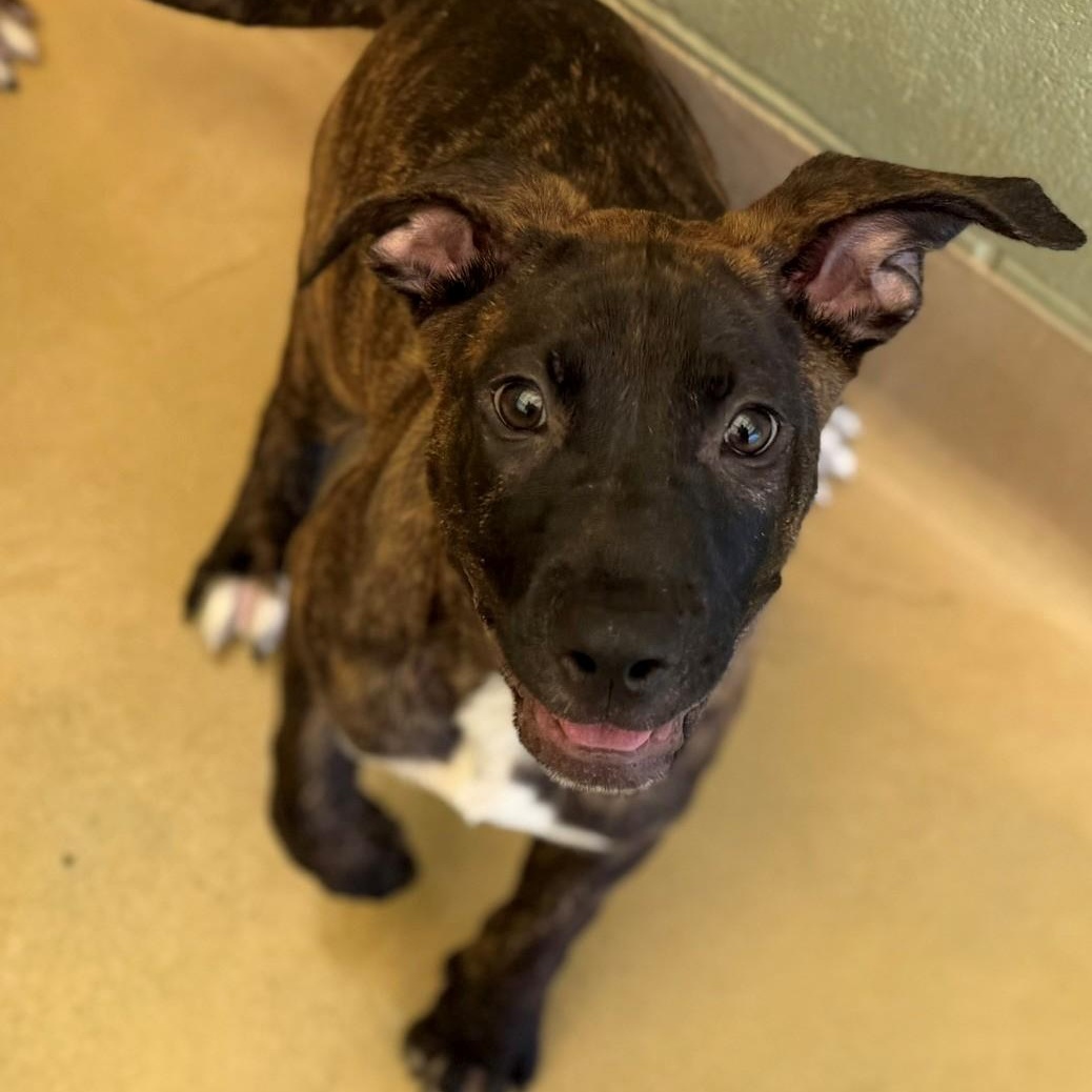 Holler, Adopted, Young Female Mixed Breed.