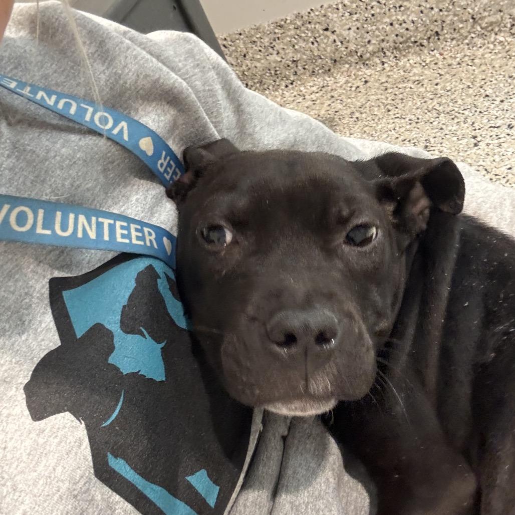 Marnie, Adoptable, Young Female Pit Bull Terrier.