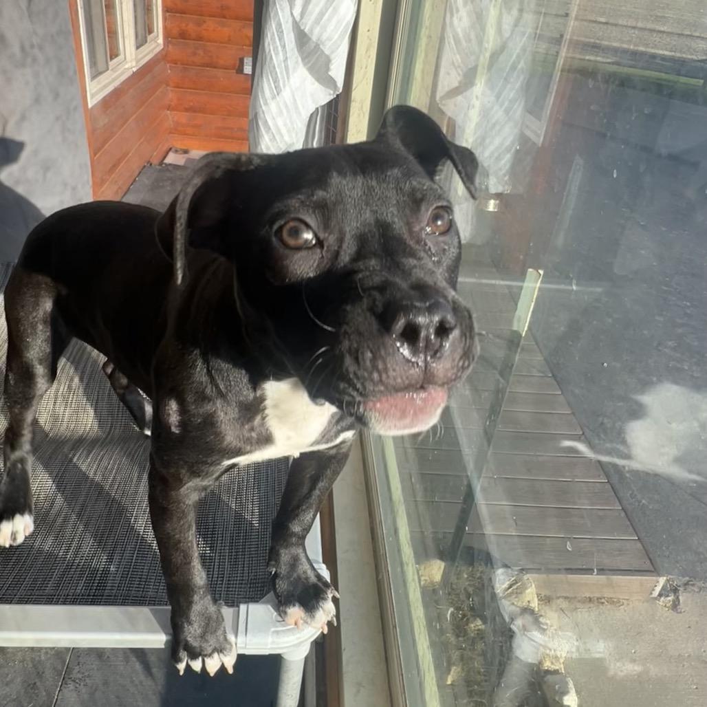 Marnie, a Adoptable Pit Bull Terrier in Northville, MI image 2/5