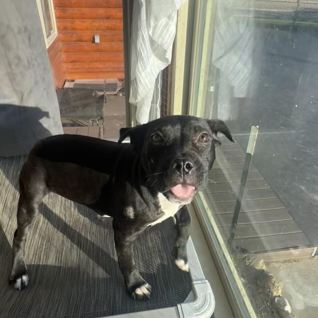 Marnie, a Adoptable Pit Bull Terrier in Northville, MI image 3/5