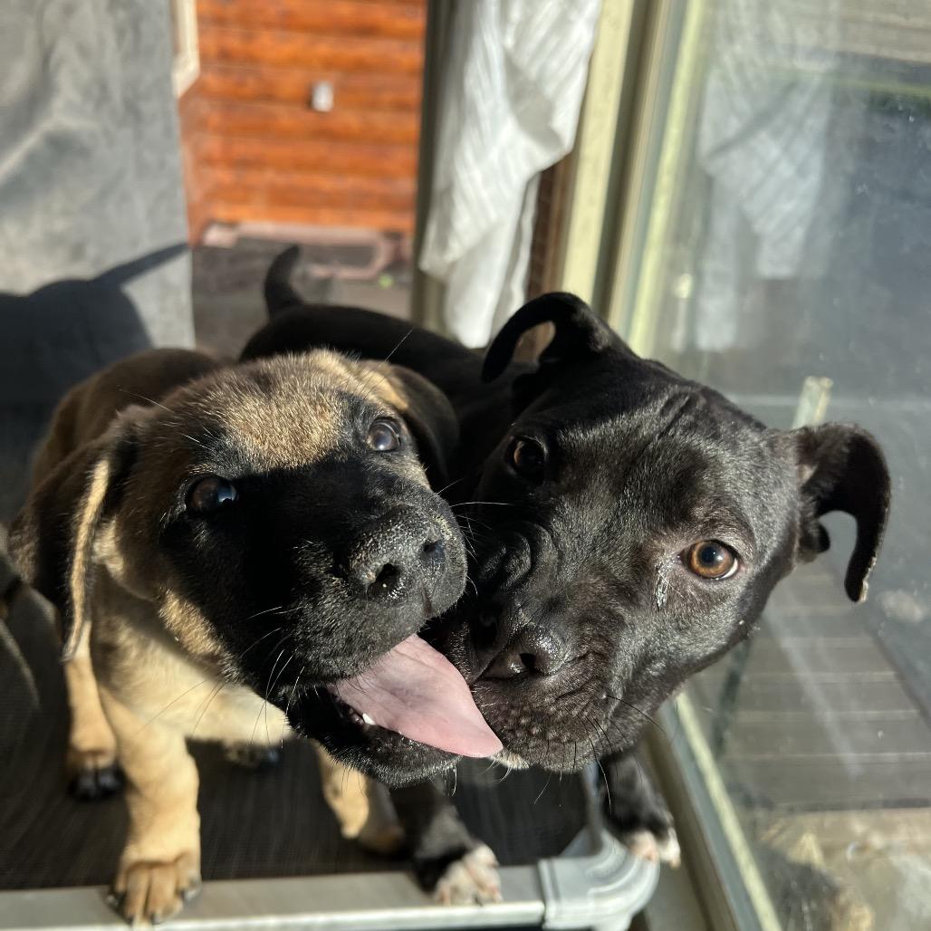 Marnie, a Adoptable Pit Bull Terrier in Northville, MI image 4/5