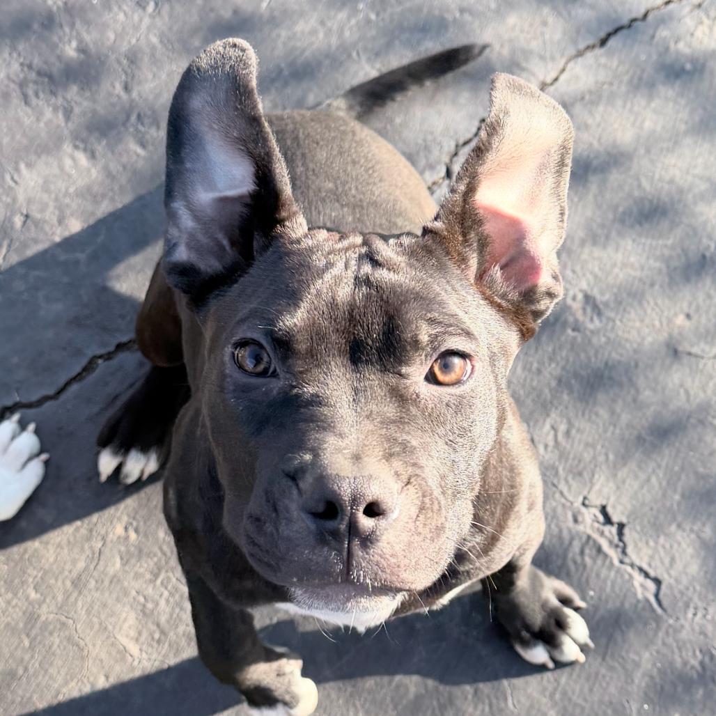 Marnie, a Adoptable Pit Bull Terrier in Northville, MI image 5/5