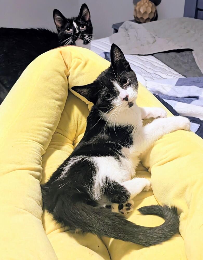 Muffin, Adoptable, Kitten Female Domestic Short Hair.