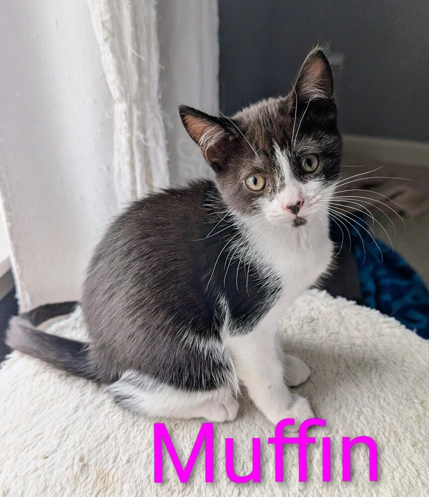 Muffin, a Adoptable Domestic Short Hair in Springdale, PA image 2/6