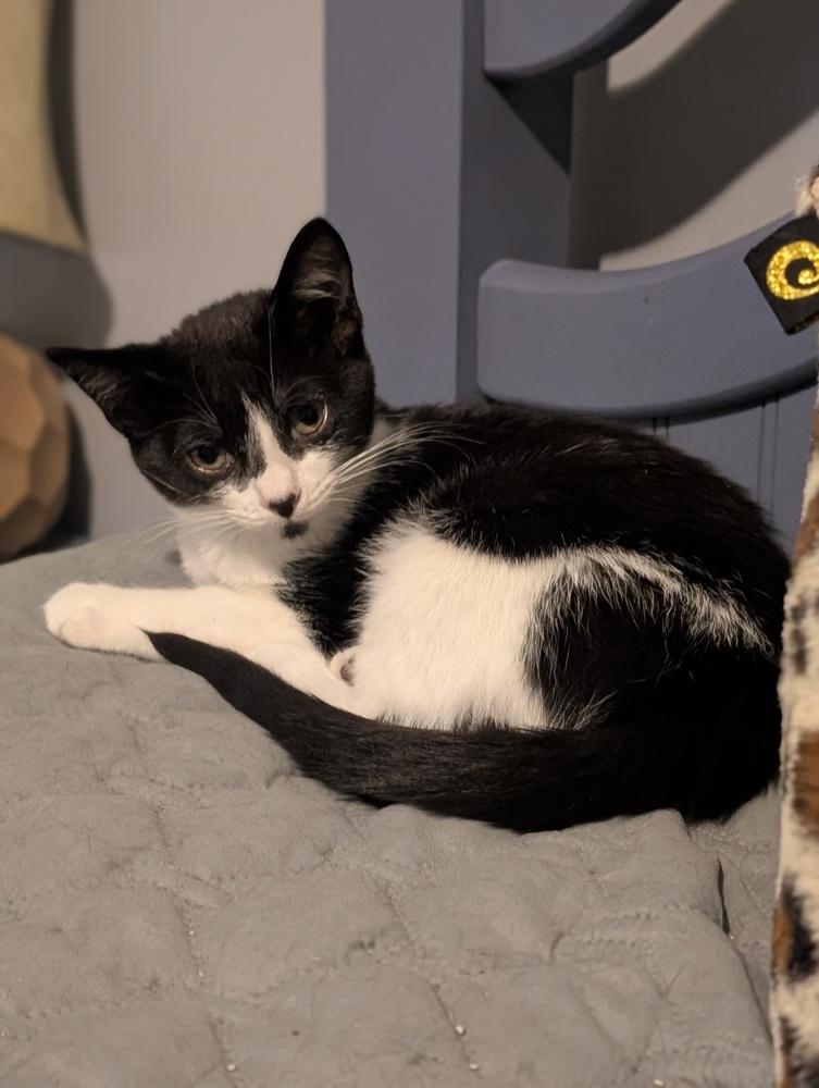 Muffin, a Adoptable Domestic Short Hair in Springdale, PA image 3/6