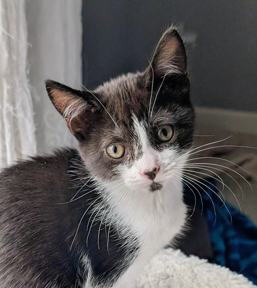 Muffin, a Adoptable Domestic Short Hair in Springdale, PA image 4/6