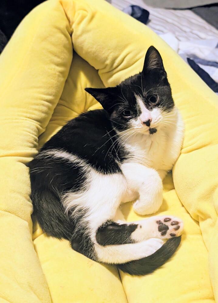 Muffin, a Adoptable Domestic Short Hair in Springdale, PA image 5/6