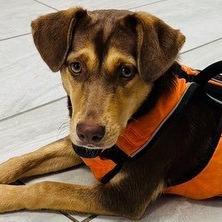 Fiona, Adoptable, Adult Female Mixed Breed.