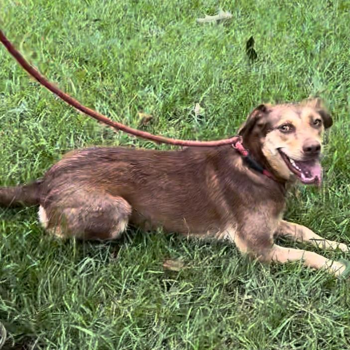 Enlarge Fiona, a Adoptable Mixed Breed in Jena, LA image 2/2