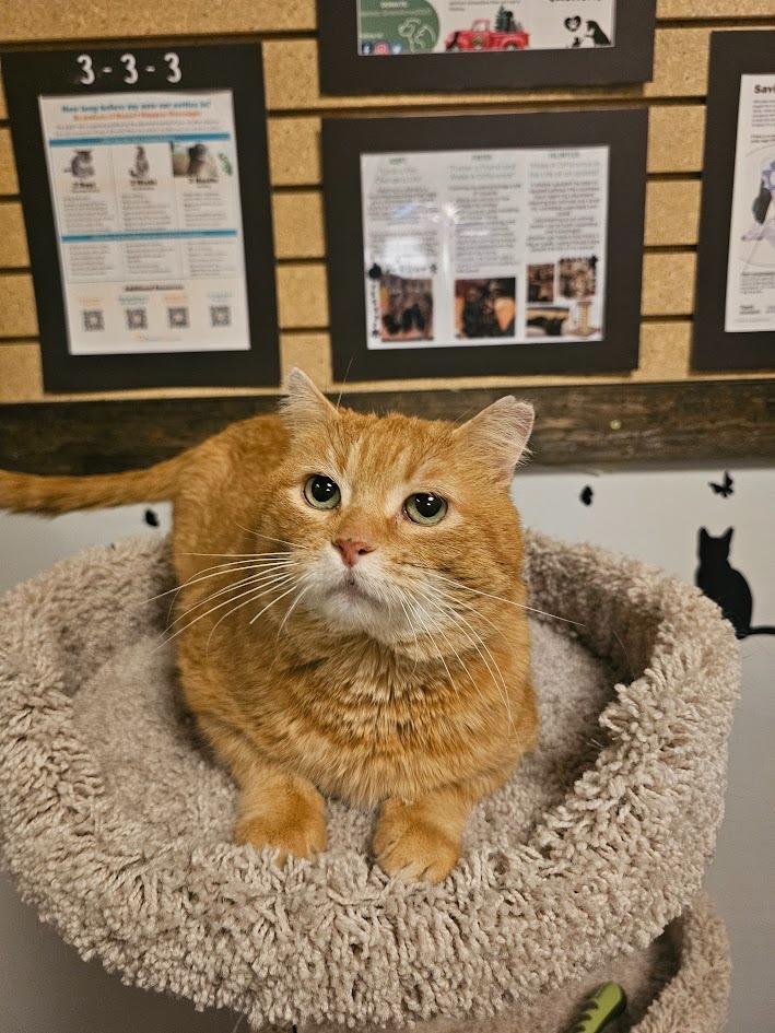 Enlarge Rooster, a Adoptable mixed breed in St. Cloud, MN image 1/1