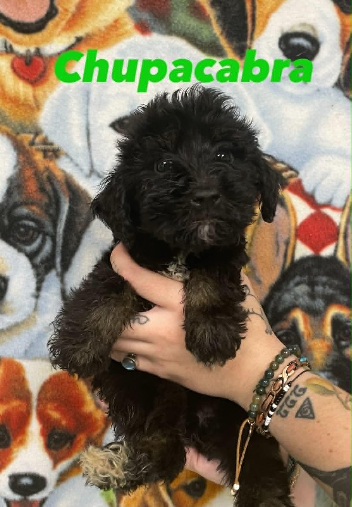 Chupacabra, ADOPTABLE, Puppy Female Goldendoodle & Shepherd.