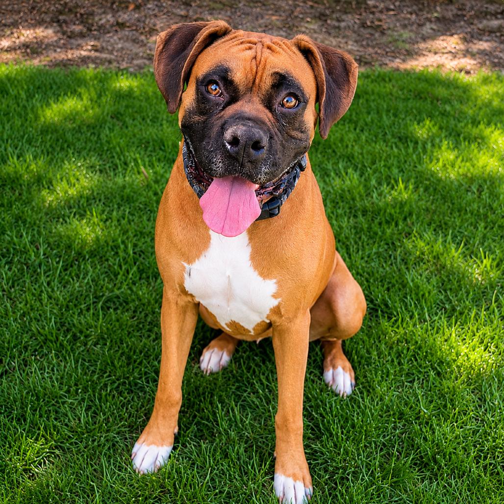 Enlarge Blazer, a Adoptable Boxer in McMinnville, OR image 2/5