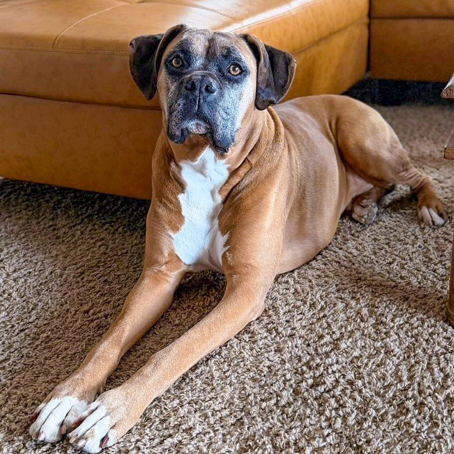 Enlarge Blazer, a Adoptable Boxer in McMinnville, OR image 4/5