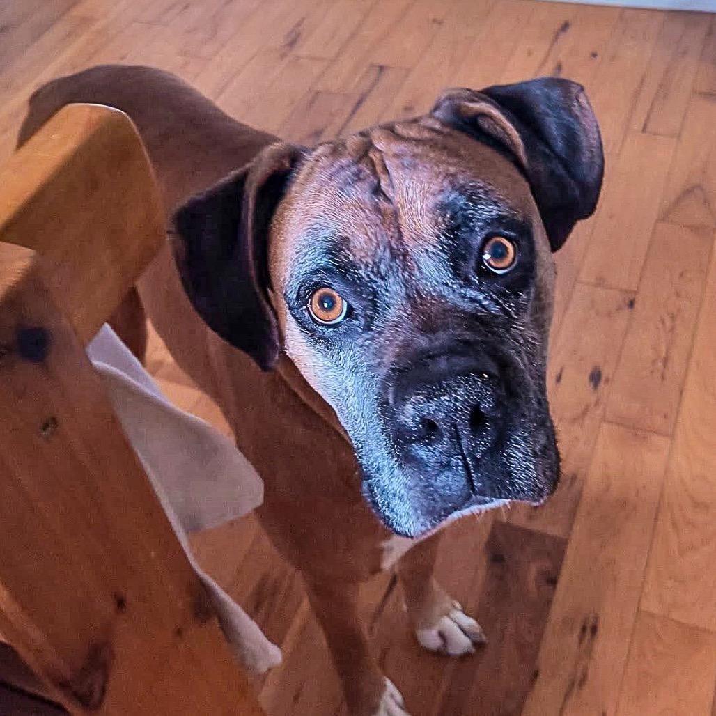 Enlarge Blazer, a Adoptable Boxer in McMinnville, OR image 5/5