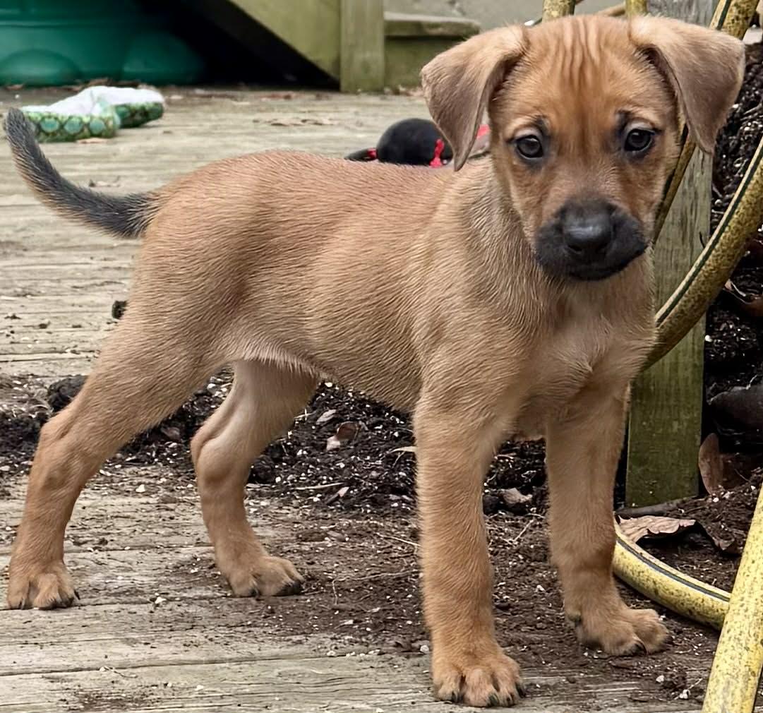 Enlarge Maple, an adopted mixed breed in Toronto, ON image 2/2
