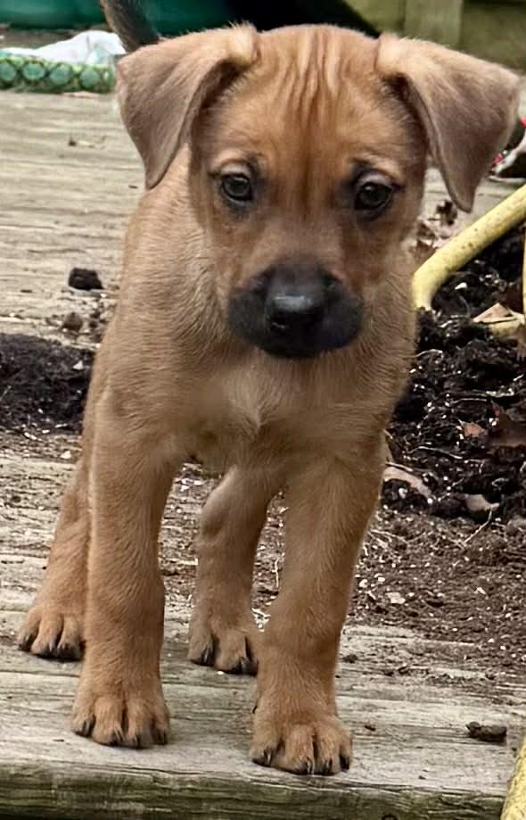 Enlarge Maple, an adopted mixed breed in Toronto, ON image 1/2