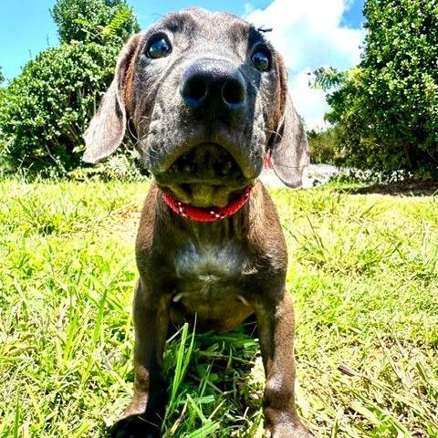Elizabeth (The Charming Litter), Adoptable, Puppy Female Labrador Retriever & Mixed Breed.