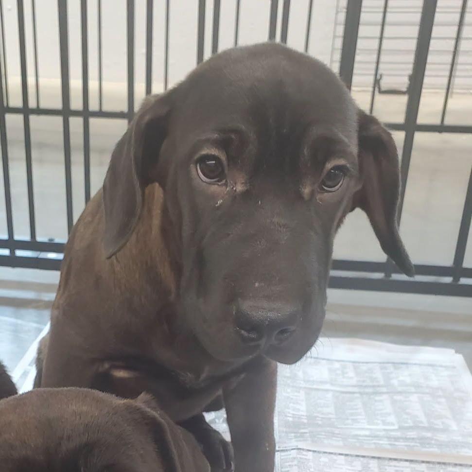 Elizabeth (The Charming Litter), Adoptable, Puppy Female Hound & Retriever.