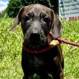 Elizabeth (The Charming Litter), a Adoptable mixed breed in Lenoir, NC image 2/4