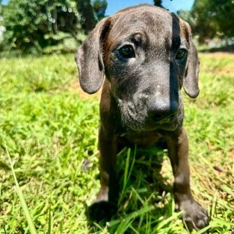 Elizabeth (The Charming Litter), a Adoptable mixed breed in Lenoir, NC image 3/4