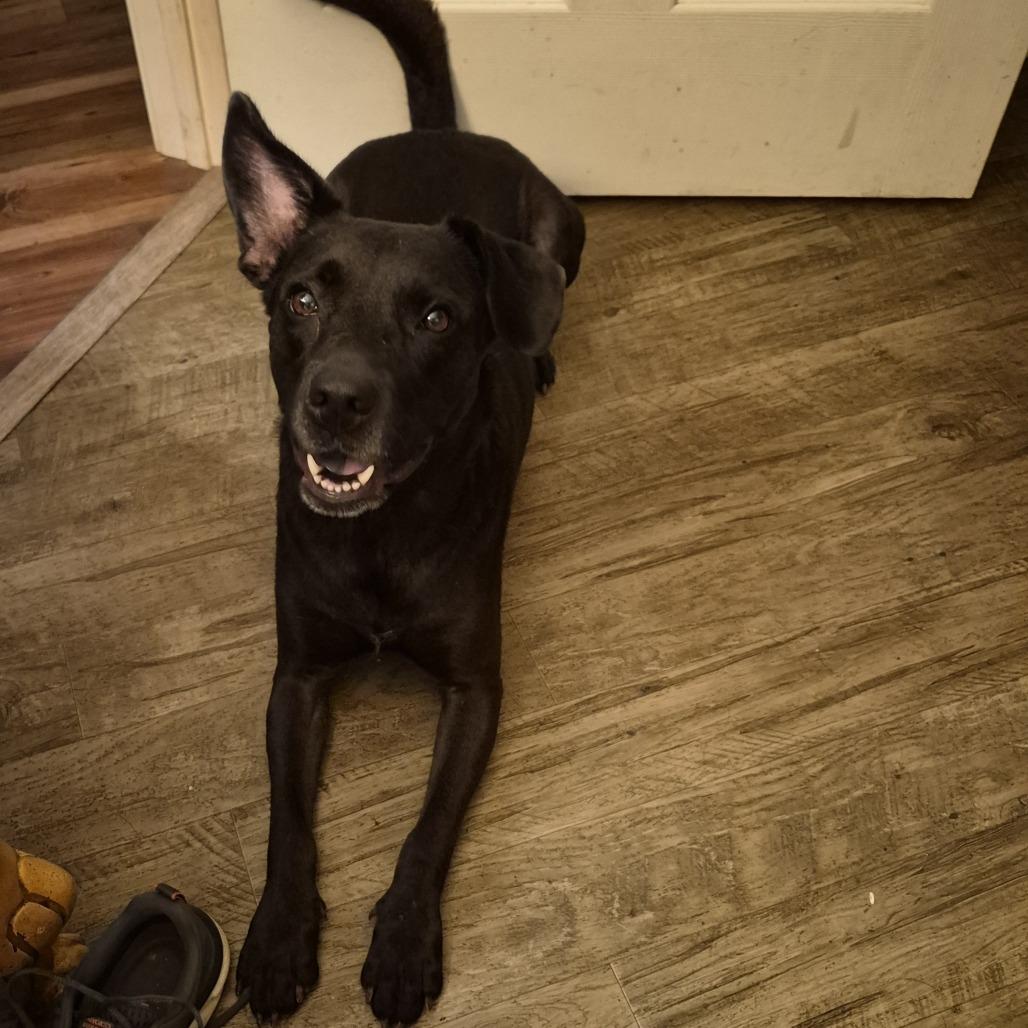 Enlarge Elizabeth (The Charming Litter), a Adoptable mixed breed in Lenoir, NC image 4/5