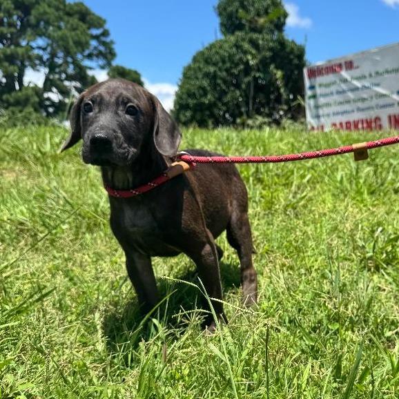 Elizabeth (The Charming Litter), a Adoptable mixed breed in Lenoir, NC image 4/4