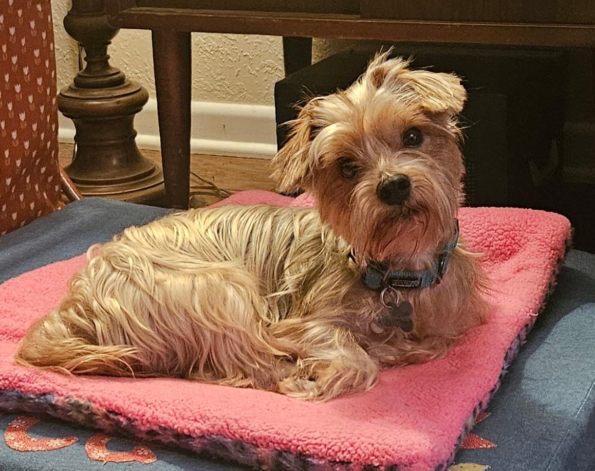 Enlarge Porter, a Adoptable Silky Terrier in Spring, TX image 4/5