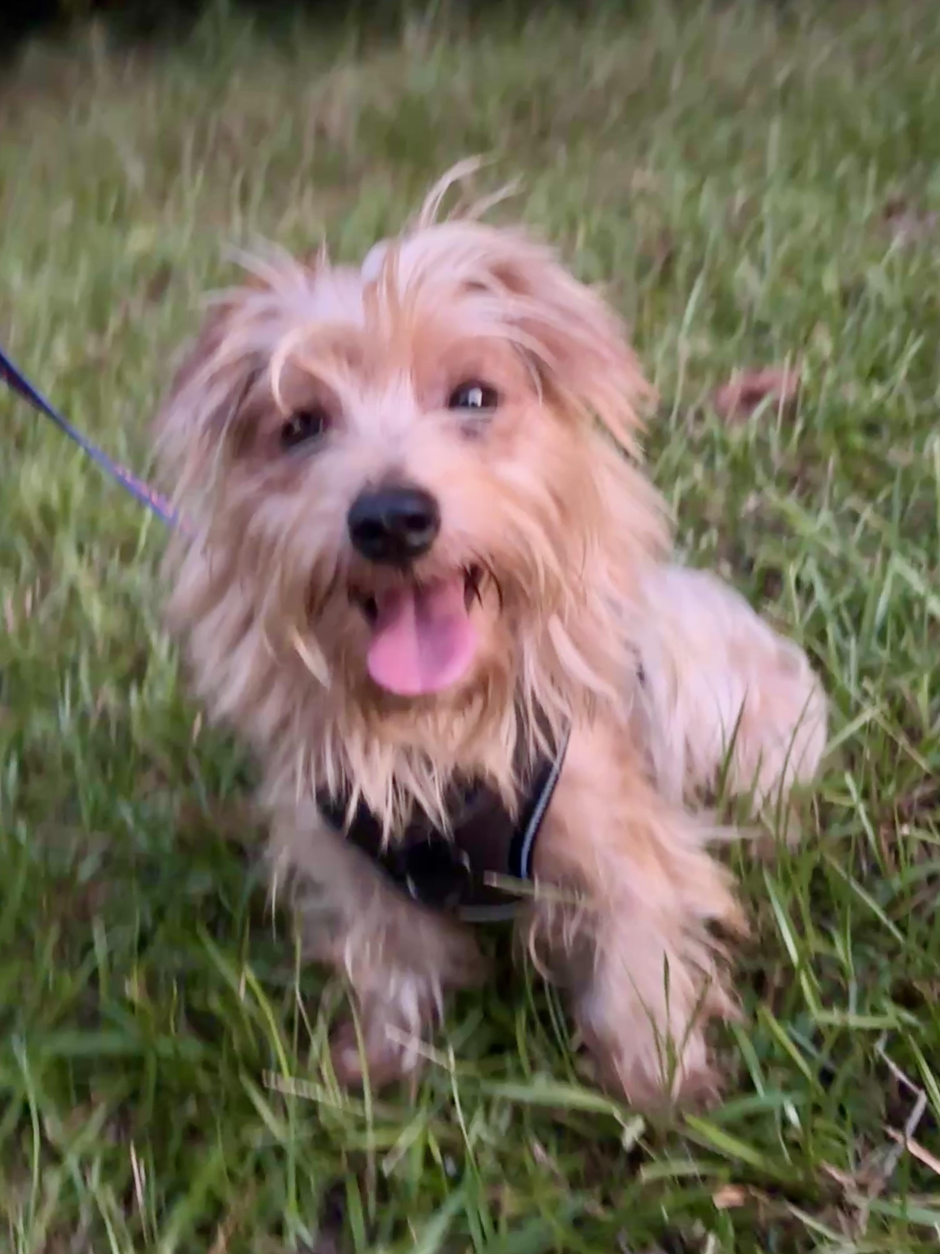 Enlarge Porter, a Adoptable Silky Terrier in Spring, TX image 2/5