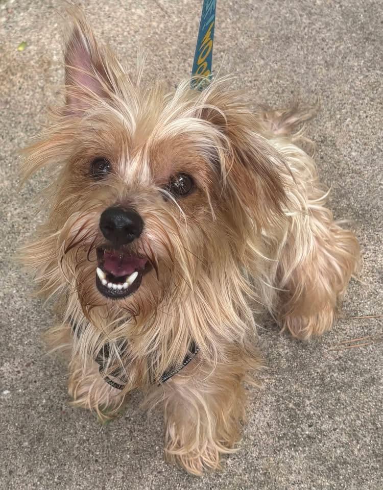 Enlarge Porter, a Adoptable Silky Terrier in Spring, TX image 1/5