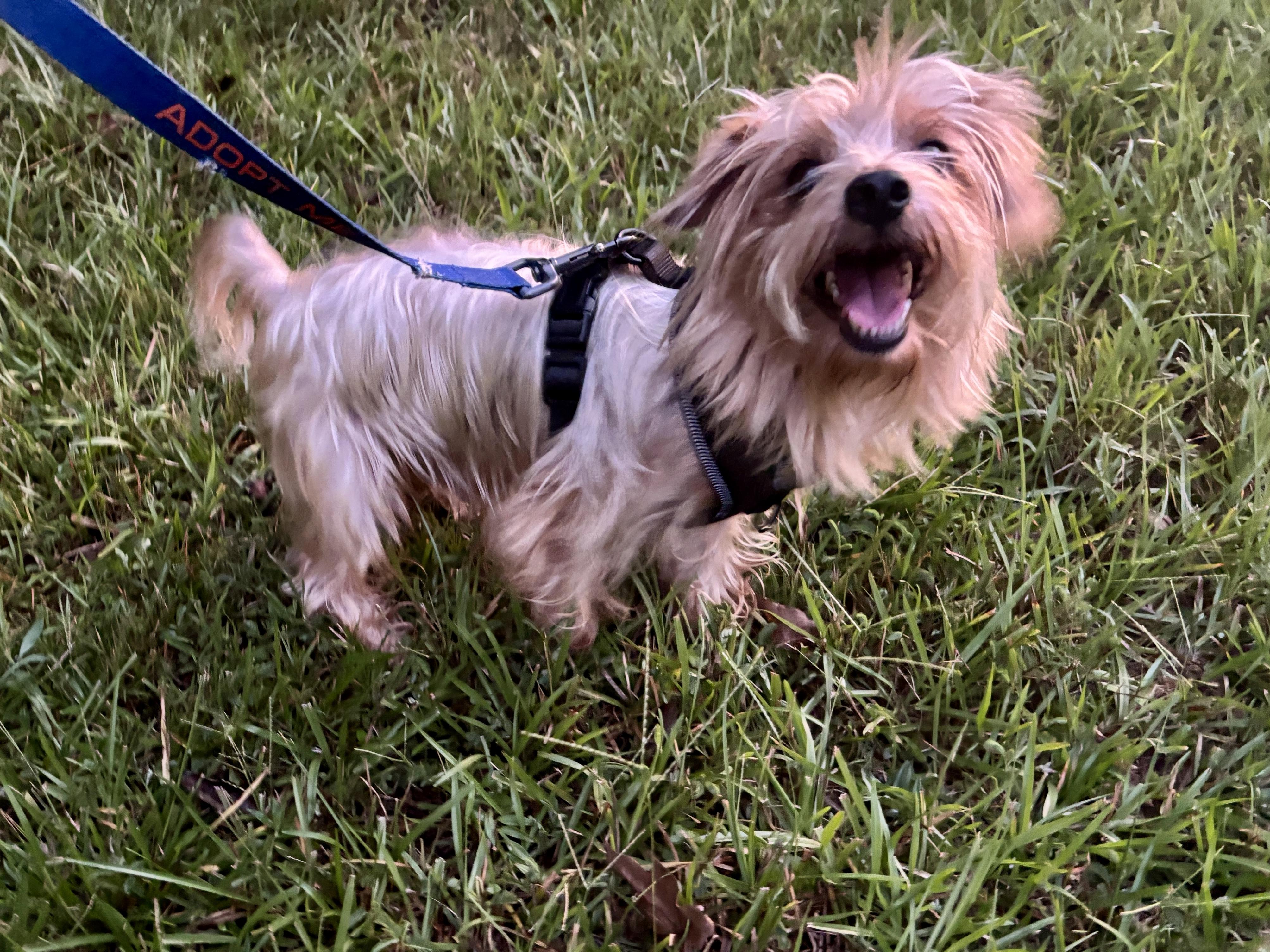 Enlarge Porter, a Adoptable Silky Terrier in Spring, TX image 3/5