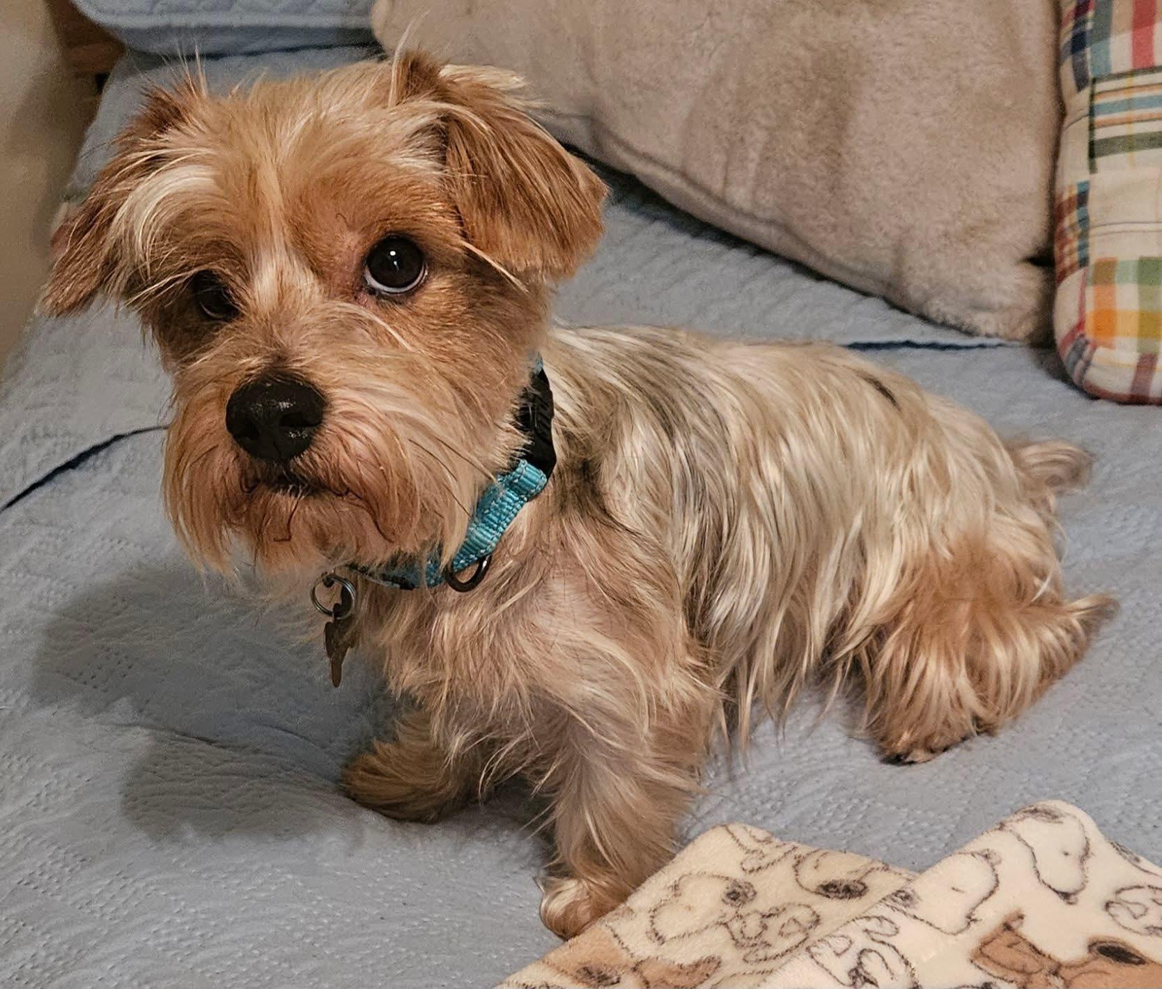 Enlarge Porter, a Adoptable Silky Terrier in Spring, TX image 5/5