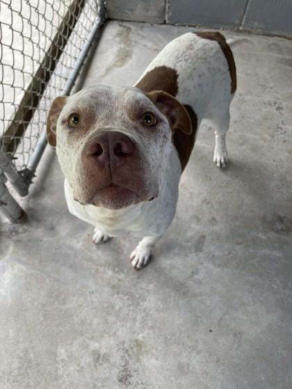 Enlarge Butch, a Adoptable Mixed Breed in Covington, LA image 2/2