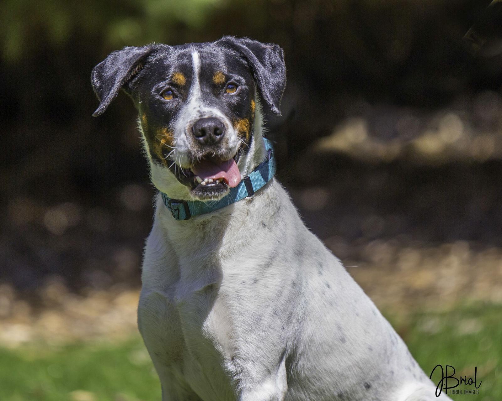 Rocky D6031, Adopted, Adult Male Cattle Dog & Boxer.