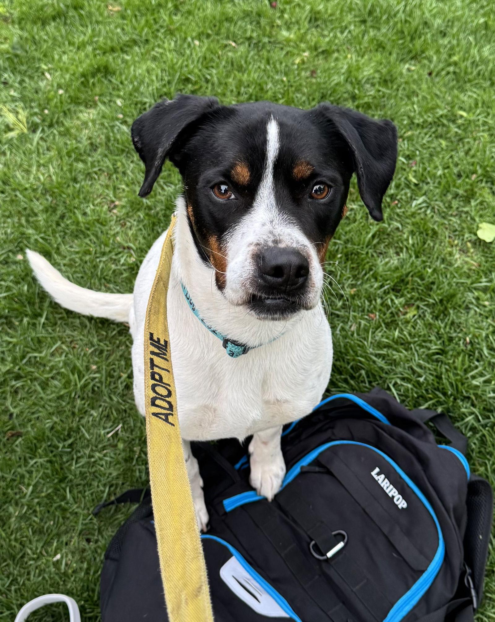 Rocky D6031, a Adopted mixed breed in minneapolis, MN image 2/3