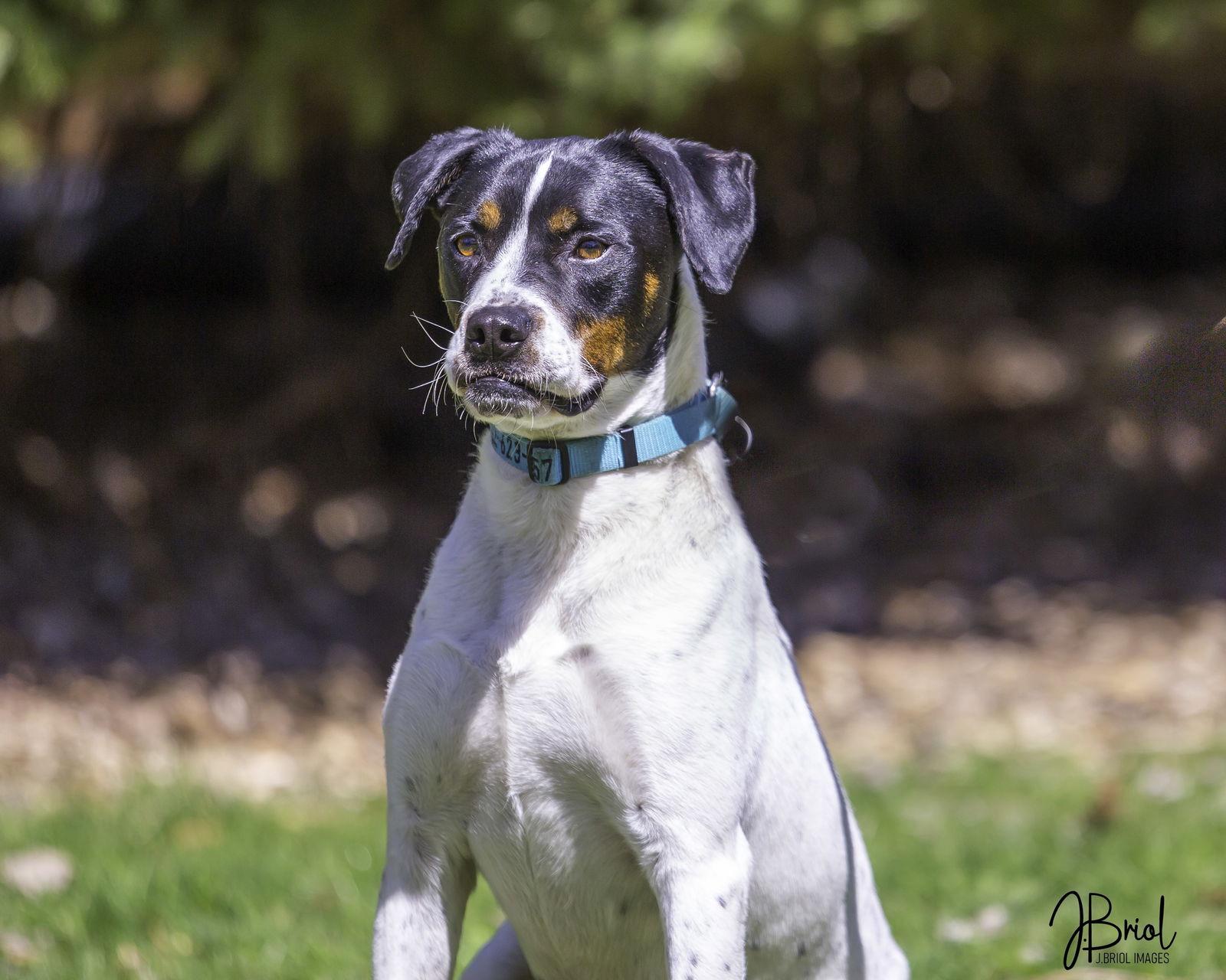 Rocky D6031, a Adopted mixed breed in minneapolis, MN image 3/3