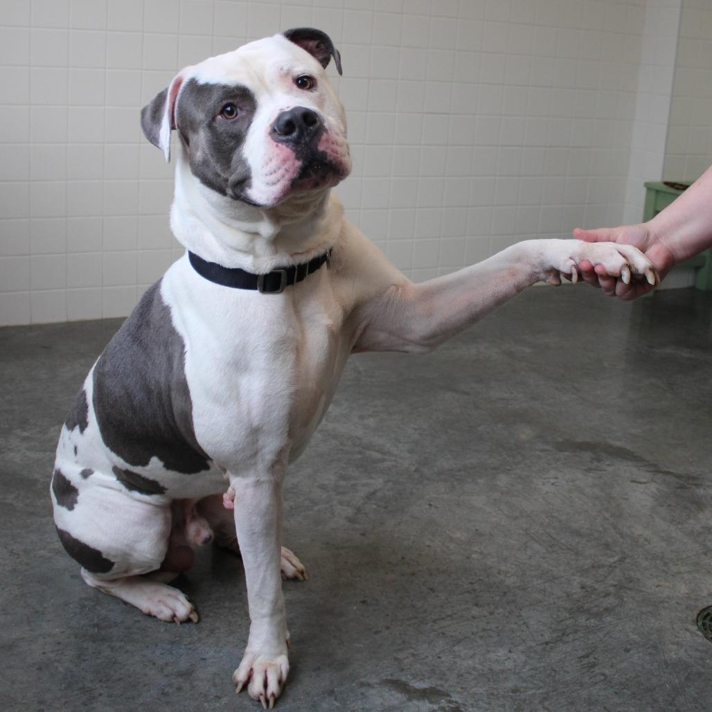 Duke, Adoptable, Adult Male American Bulldog & Mixed Breed.