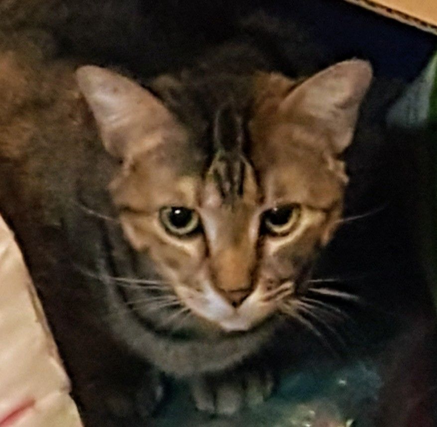 Enlarge Jane Eyre, a Adoptable mixed breed in Glen Ellyn, IL image 1/2