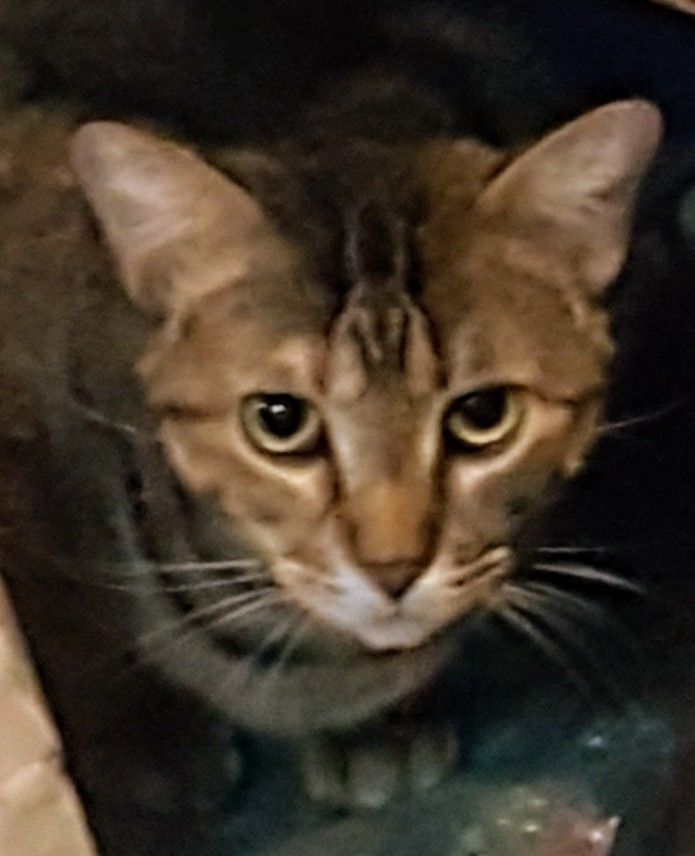 Enlarge Jane Eyre, a Adoptable mixed breed in Glen Ellyn, IL image 2/2