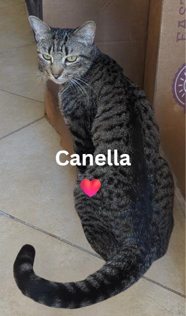 Enlarge Canella, a ADOPTABLE Domestic Short Hair in Buffalo, NY image 1/1
