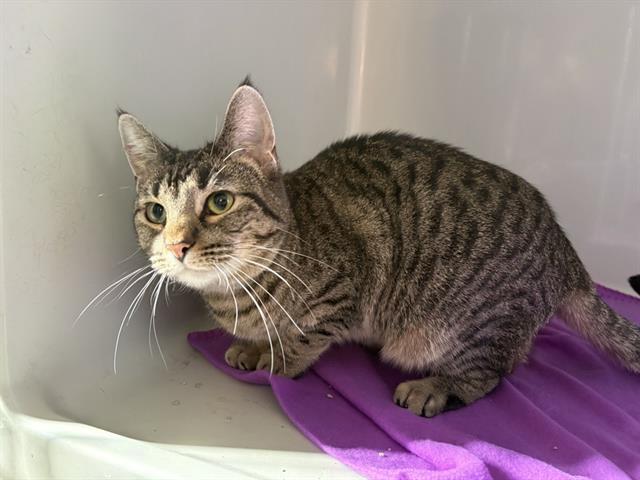 KYLIE, Adoptable, Adult Female Domestic Short Hair.