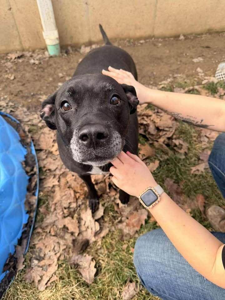 Sadie, Adoptable, Adult Female Labrador Retriever & Boxer.