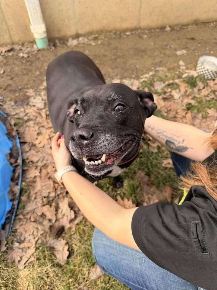 Enlarge Sadie, a Adoptable mixed breed in Hillsboro, OH image 2/2