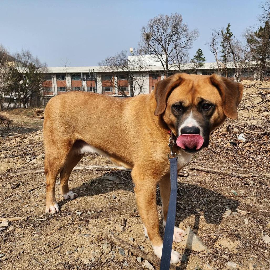 Cookie, Adoptable, Adult Female Mastiff & Jindo.
