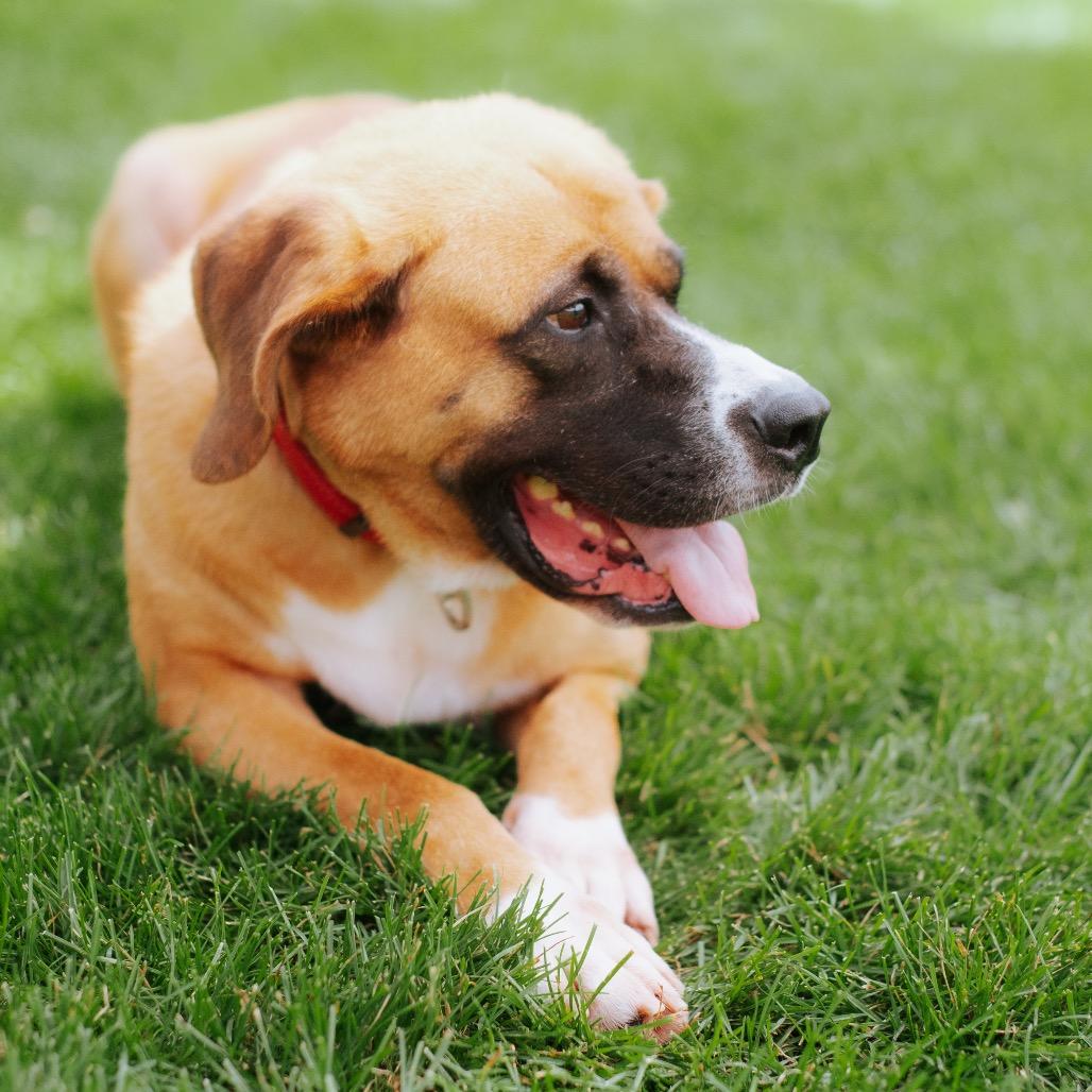 Enlarge Cookie, a Adoptable mixed breed in Northbrook, IL image 2/6