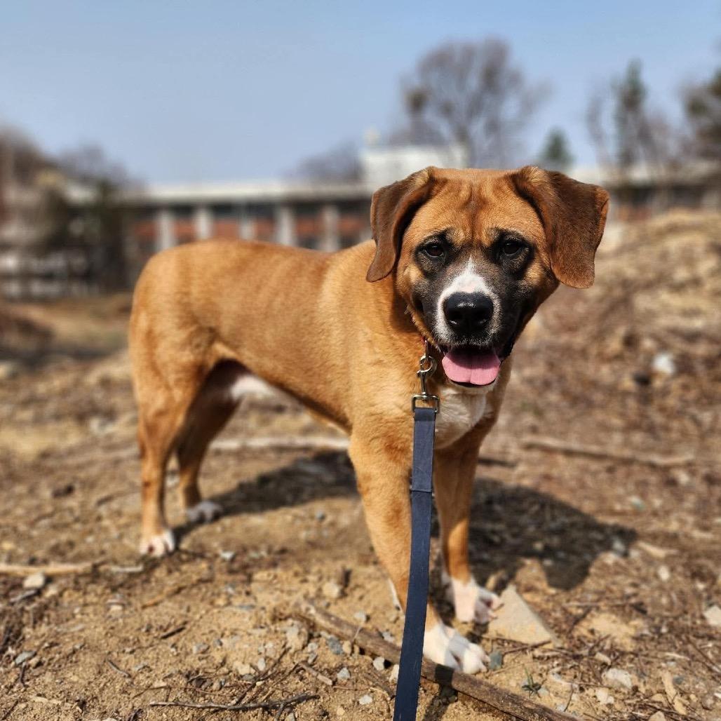 Enlarge Cookie, a Adoptable mixed breed in Northbrook, IL image 3/6