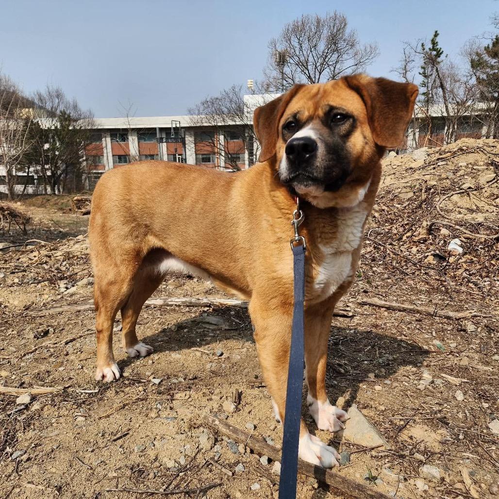 Enlarge Cookie, a Adoptable mixed breed in Northbrook, IL image 4/6