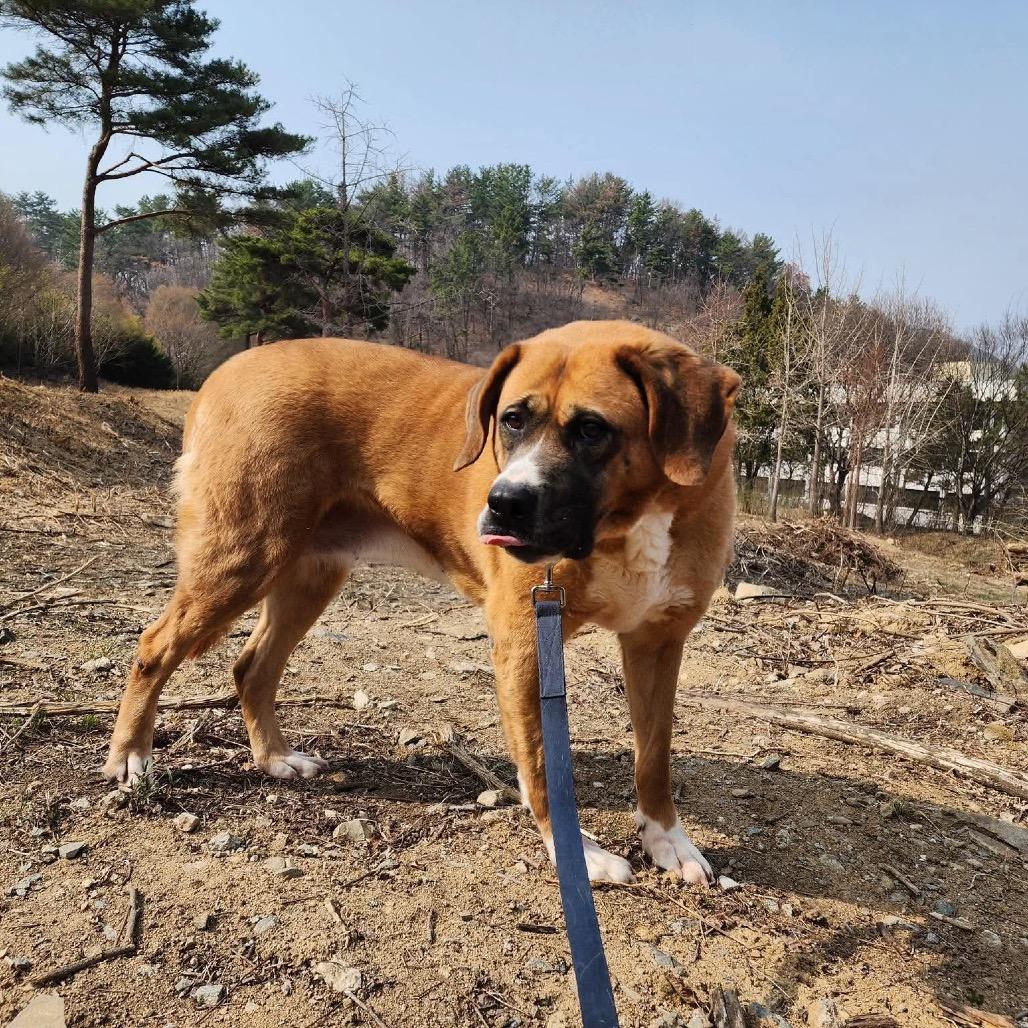 Enlarge Cookie, a Adoptable mixed breed in Northbrook, IL image 5/6