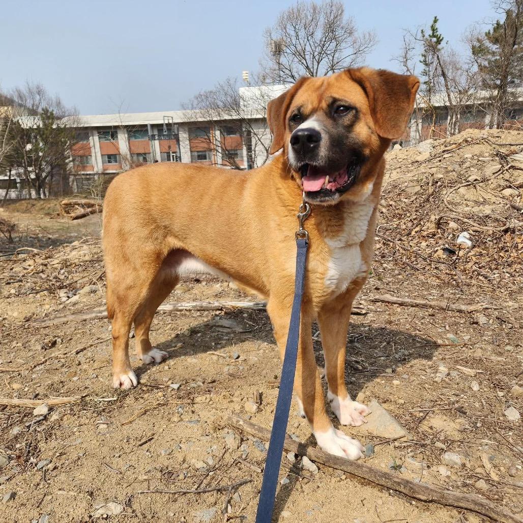 Enlarge Cookie, a Adoptable mixed breed in Northbrook, IL image 6/6